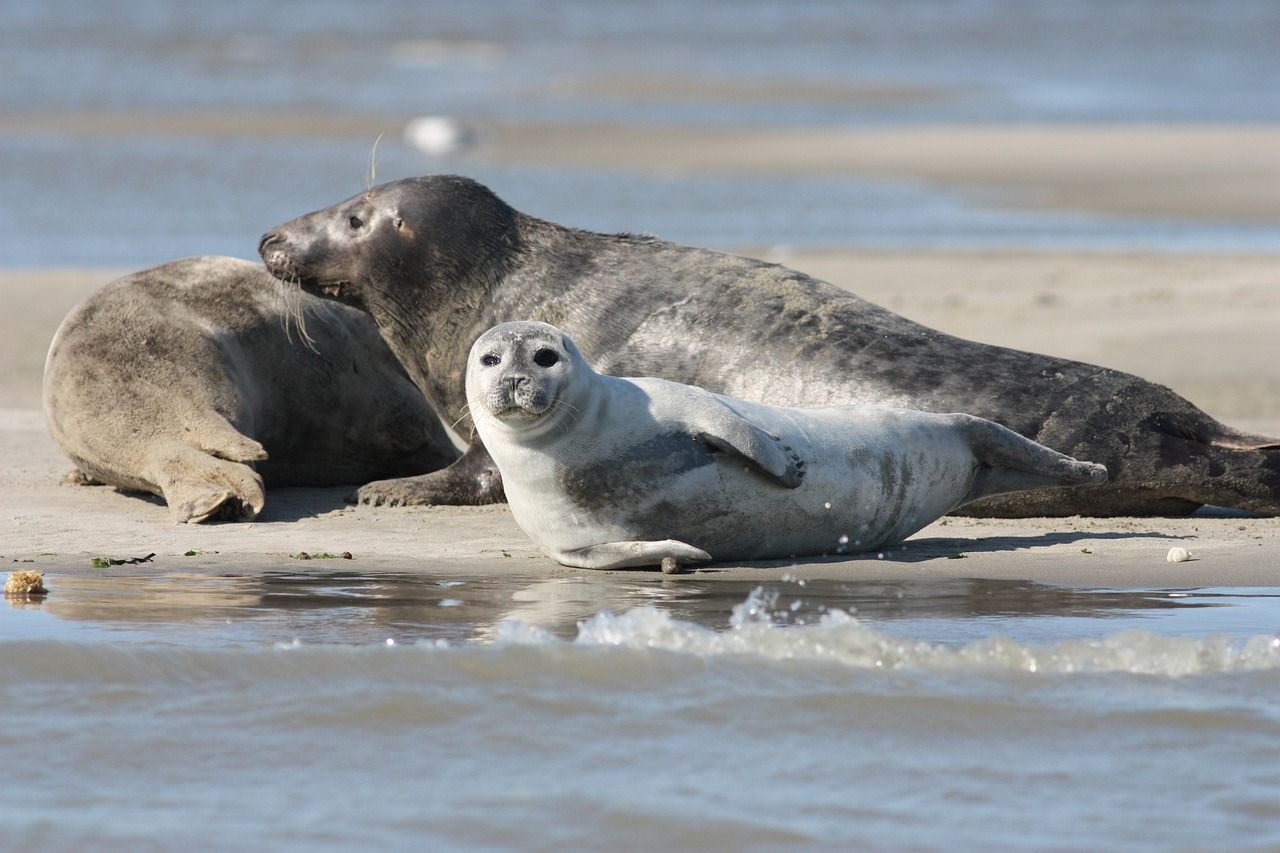 Seal and pup